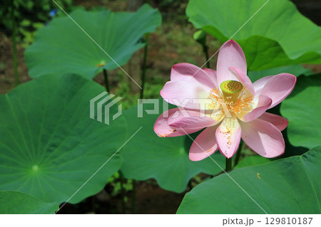 一ノ倉邸の中尊寺ハス 129810187