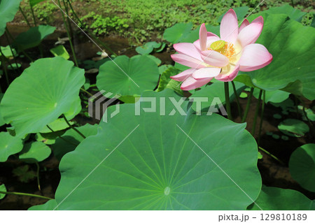 一ノ倉邸の中尊寺ハス 一ノ倉邸の中尊寺ハス 129810189