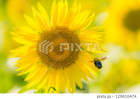 満開のひまわりの花粉によって来るクマバチ 129810474