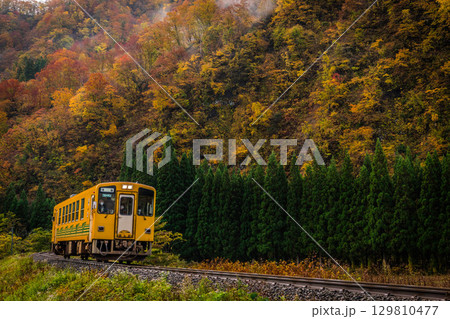 紅葉の中を走る一両の黄色の電車 129810477