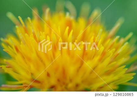 紅花 紅花 129810865