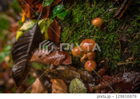 落ち葉と苔で鮮やかな秋の森に生えるキノコ 129810879