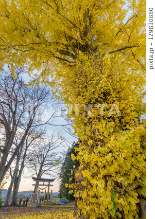 黄色のイチョウの葉に覆われた銀杏の木と鳥居 黄色のイチョウの葉に覆われた銀杏の木と鳥居 129810880