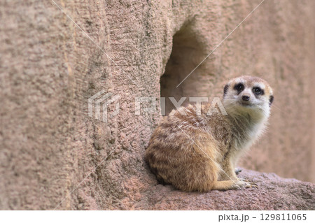 我が家の前で可愛くポーズをとるミーアキャット 129811065