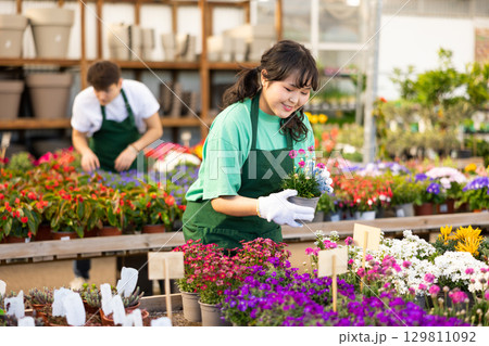 Young Asian salesgirl arranging pots with blooming sea thrift in store Young Asian salesgirl arranging pots with blooming sea thrift in store 129811092