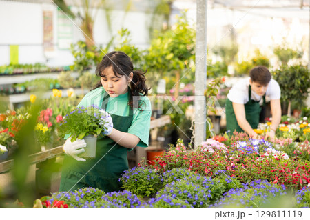Young Asian female florist inspecting blooming Lobelia erinus in greenhouse 129811119