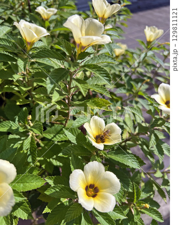 色 カラー 色彩 129811121