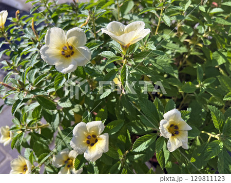 色 カラー 色彩 129811123