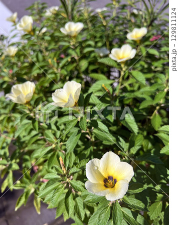 色 カラー 色彩 129811124