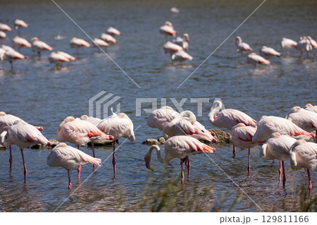 Greater flamingos gathered on the shore of lake during daytime Greater flamingos gathered on the shore of lake during daytime 129811166