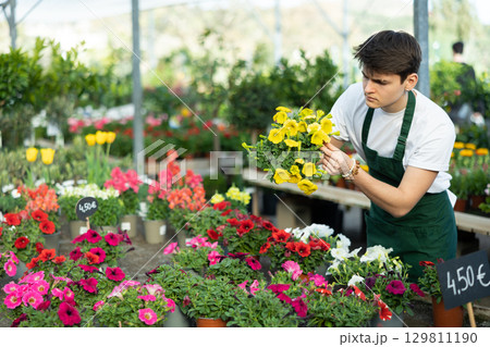 Skillful young man, botanist checking potted Petunia flowers in glasshouse Skillful young man, botanist checking potted Petunia flowers in glasshouse 129811190