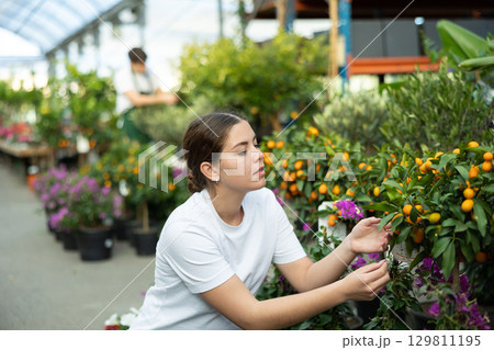 before buying,client girl examines fruits on citrus bush and wants to choose most ripe kumquats 129811195