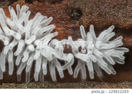 Coral slime mold - Ceratiomyxa fruticulosa 129812283
