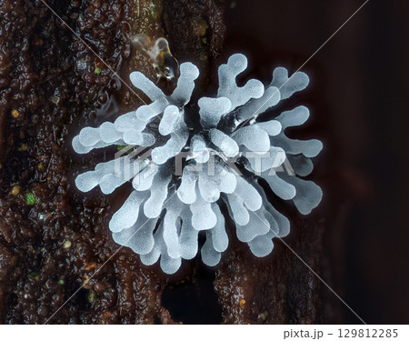 Coral slime mold - Ceratiomyxa fruticulosa 129812285