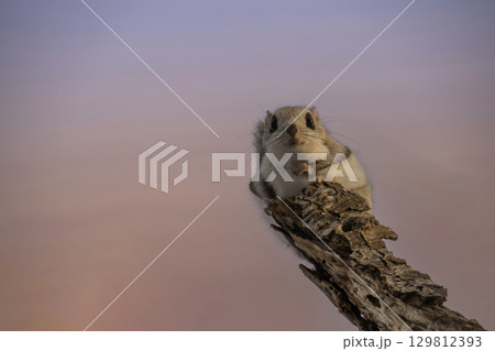 木の枝でたたずむエゾモモンガ 129812393