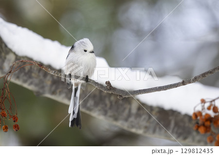 木の枝でたたずむシマエナガ 129812435