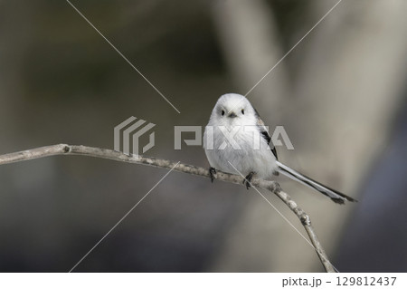 木の枝でたたずむシマエナガ 木の枝でたたずむシマエナガ 129812437
