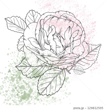 Vintage rose flower with detailed hand-drawn lines and soft watercolor splatter background. Classic sketch style with pastel pink and green watercolor splashes, for invitations, tattoo, romantic decor 129812505