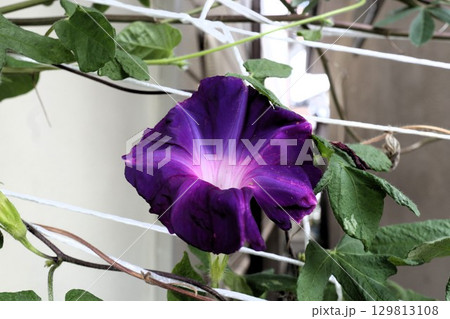 夏の庭の花「朝顔」あさがお：花壇の花 129813108