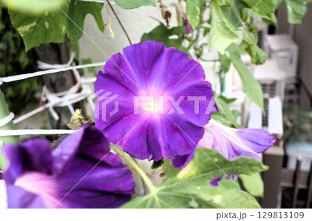 夏の庭の花「朝顔」あさがお:花壇の花 夏の庭の花「朝顔」あさがお:花壇の花 129813109
