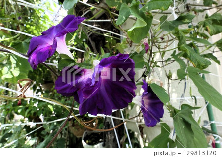 夏の庭の花「朝顔」あさがお：花壇の花 129813120