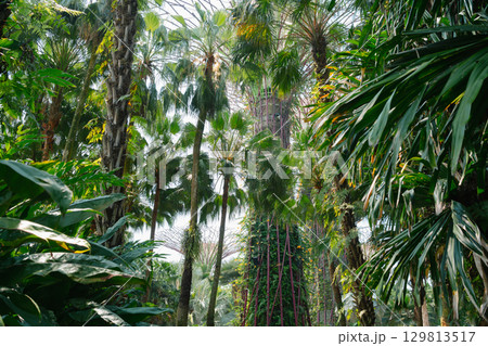Gardens by the Bay jungle forest in Singapore Gardens by the Bay jungle forest in Singapore 129813517