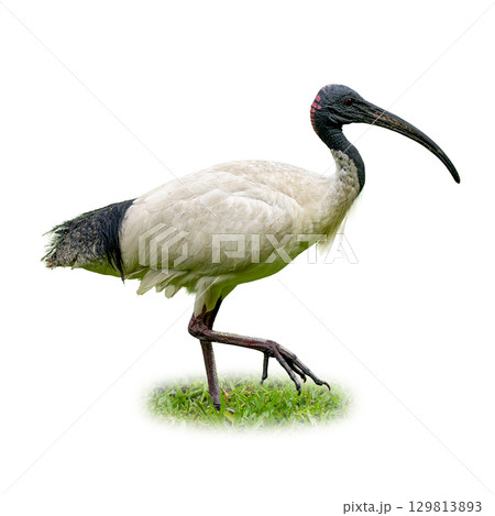Australian White Ibis standing on green grass with long curved beak 129813893