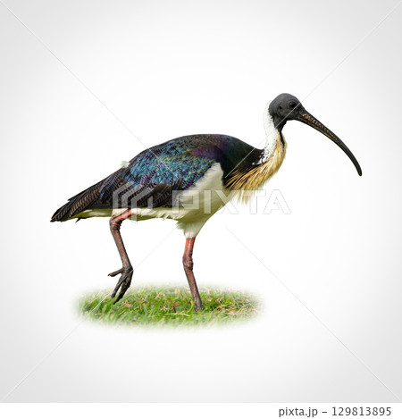 Colorful Straw-necked Ibis with iridescent wings and long curved bill standing on grass. 129813895