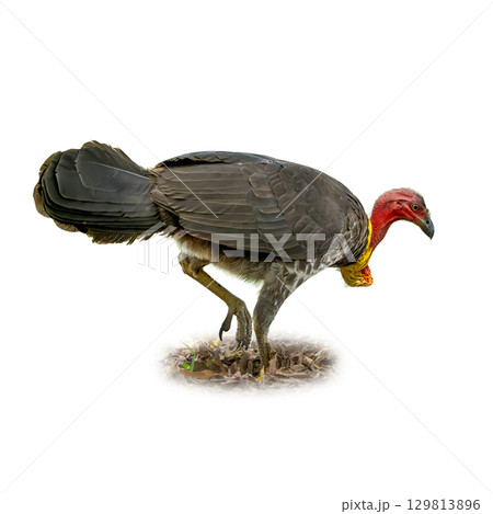 Australian Brushturkey foraging on the ground with striking red head and yellow wattle 129813896