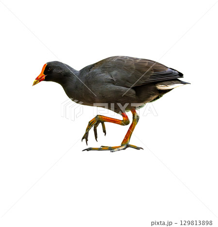 Dusky Moorhen walking on white background 129813898