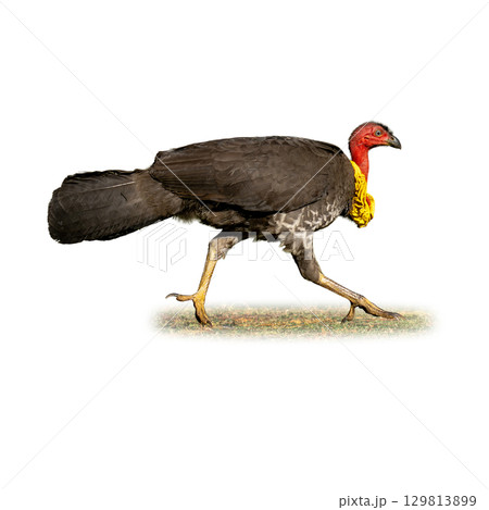 Australian Brushturkey walking on grass with vivid red head and yellow wattle 129813899