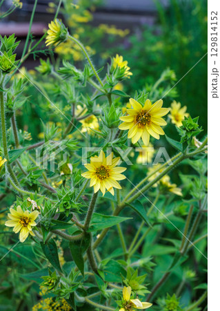 夏のガーデンで咲く黄色いサンビタリアの花 129814152