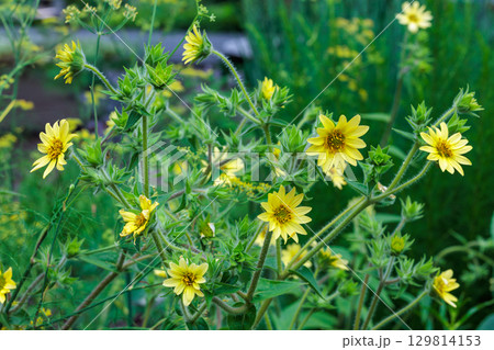 夏のガーデンで咲く黄色いサンビタリアの花 129814153