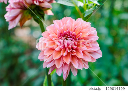 夏のガーデンで美しく咲くオレンジ色のダリアの花 129814199
