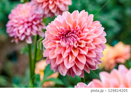 夏のガーデンで美しく咲くオレンジ色のダリアの花 夏のガーデンで美しく咲くオレンジ色のダリアの花 129814205