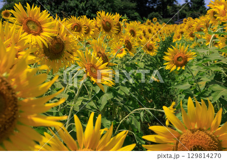 夏の日差しとひまわり畑の風景 129814270