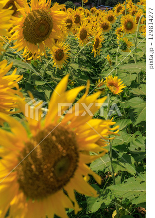 夏の日差しとひまわり畑の風景 129814277