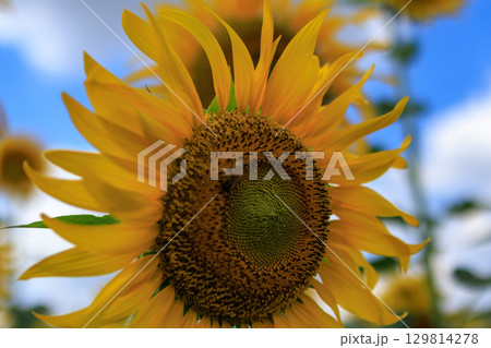夏の日差しとひまわり畑の風景 夏の日差しとひまわり畑の風景 129814278