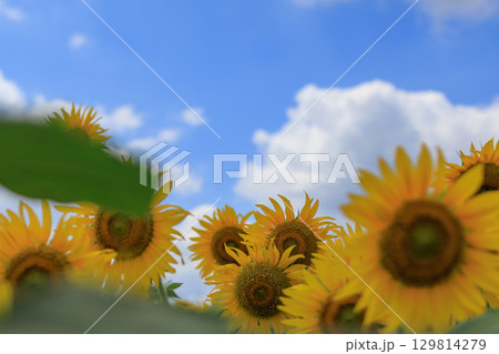 夏の日差しとひまわり畑の風景 129814279