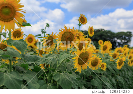 夏の日差しとひまわり畑の風景 129814280