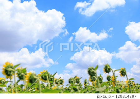 夏の日差しとひまわり畑の風景 夏の日差しとひまわり畑の風景 129814297