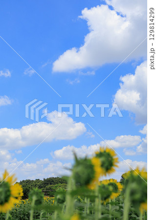 夏の日差しとひまわり畑の風景 夏の日差しとひまわり畑の風景 129814299