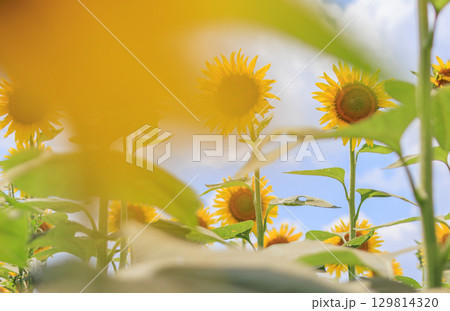 夏の日差しとひまわり畑の風景 夏の日差しとひまわり畑の風景 129814320