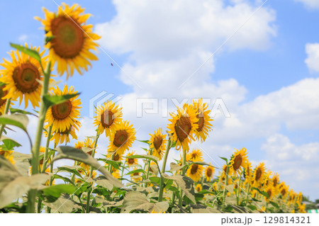 夏の日差しとひまわり畑の風景 129814321