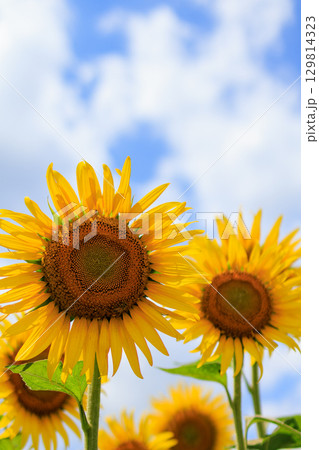 夏の日差しとひまわり畑の風景 129814323
