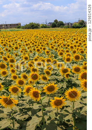 夏の日差しとひまわり畑の風景 129814326
