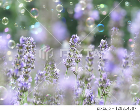 ラベンダー（グロッソ）とシャボン玉 129814387