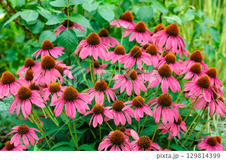 初夏のガーデンで美しく咲くピンク色のエキナセアの花 129814399
