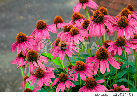 初夏のガーデンで美しく咲くピンク色のエキナセアの花 初夏のガーデンで美しく咲くピンク色のエキナセアの花 129814402
