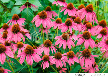 初夏のガーデンで美しく咲くピンク色のエキナセアの花 129814403